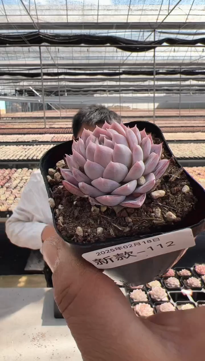 【闪购商品】新款多肉-112