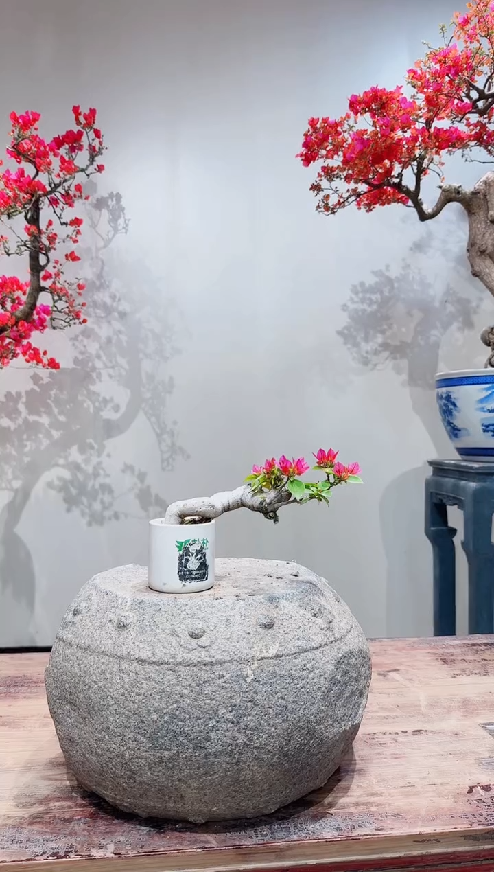 【闪购商品】盆景画报三角梅