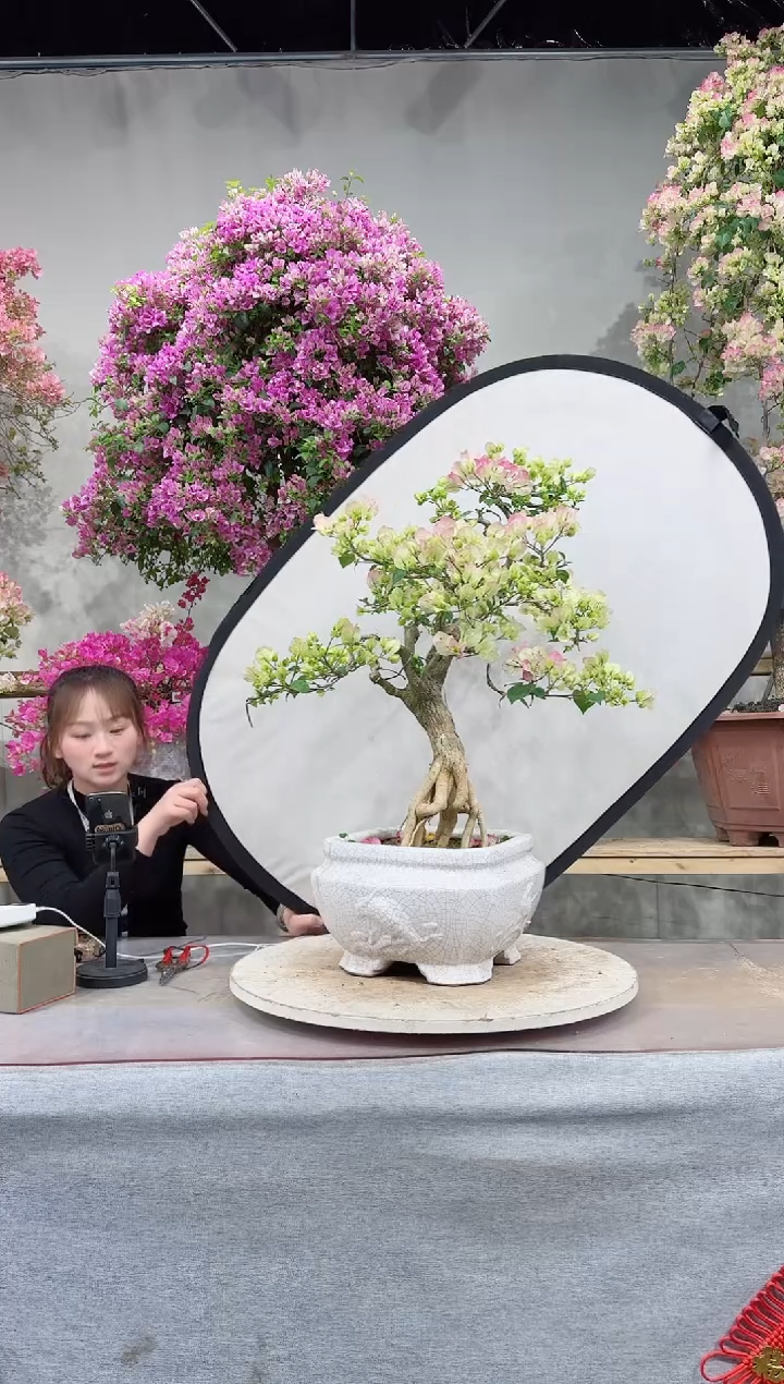 【闪购商品】盆景绿叶樱花