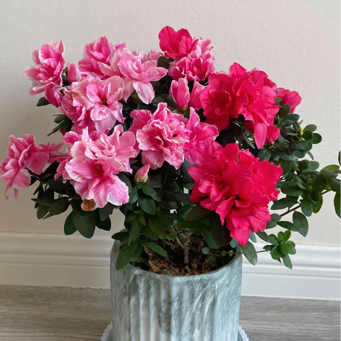 【李先生】双色！杜鹃花！盆栽带花苞四季开花好养易活室内外花卉