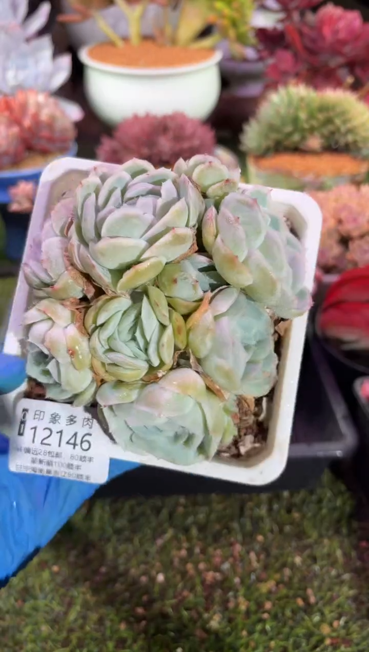 【闪购商品】12146