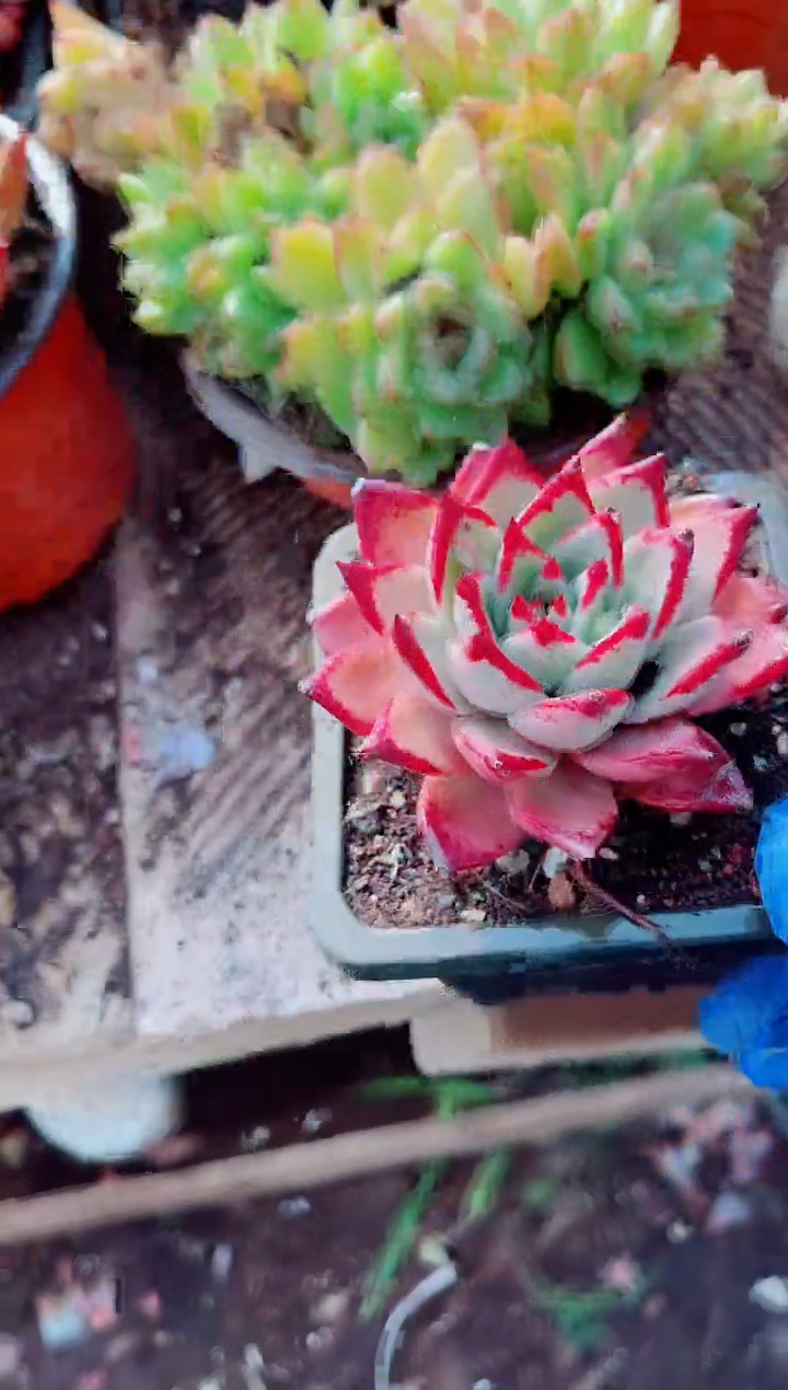 蜂****2跃跃精品多肉27219