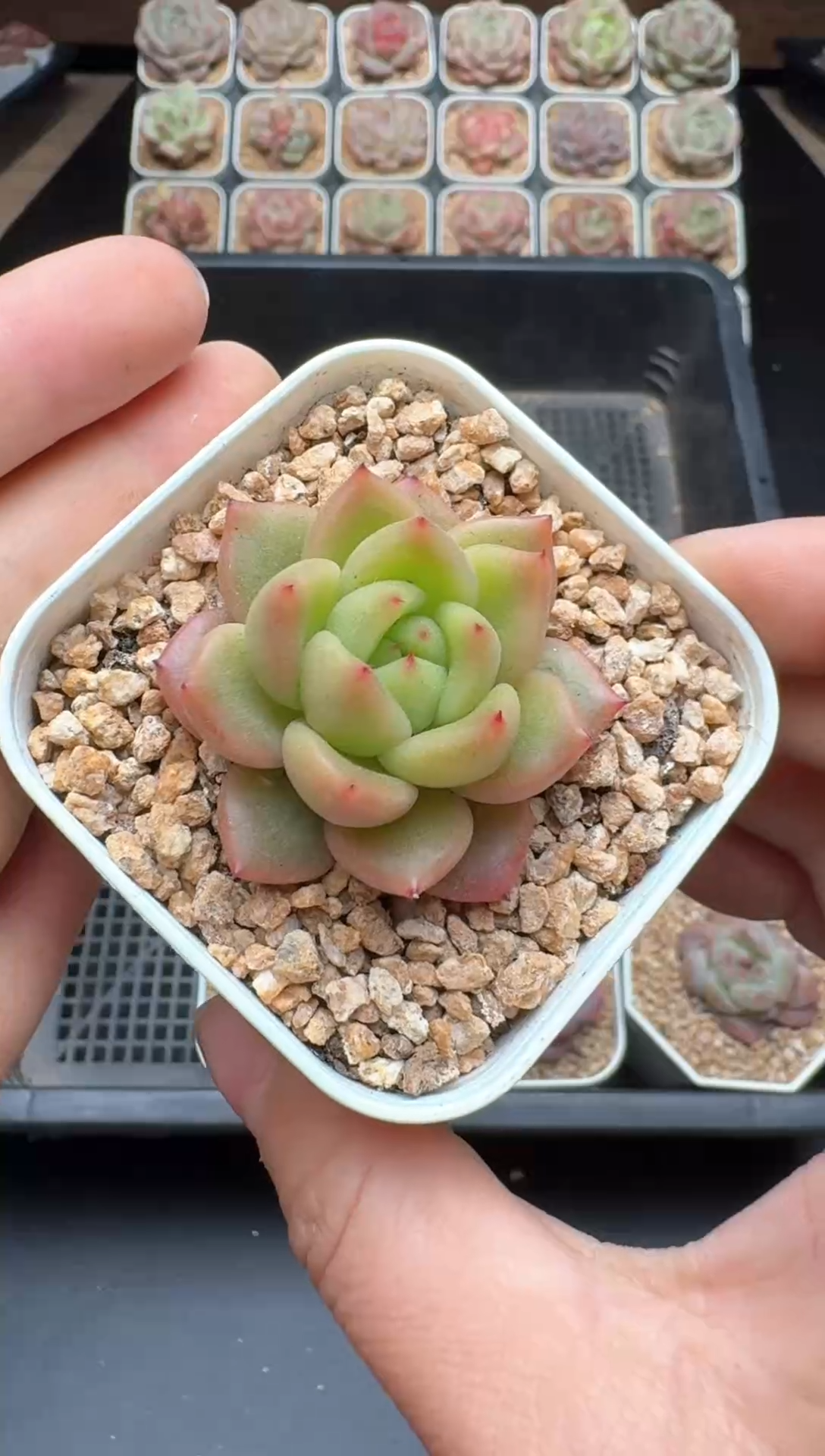 【闪购商品】355号一物一拍珍妮多肉花卉植物3颗起发