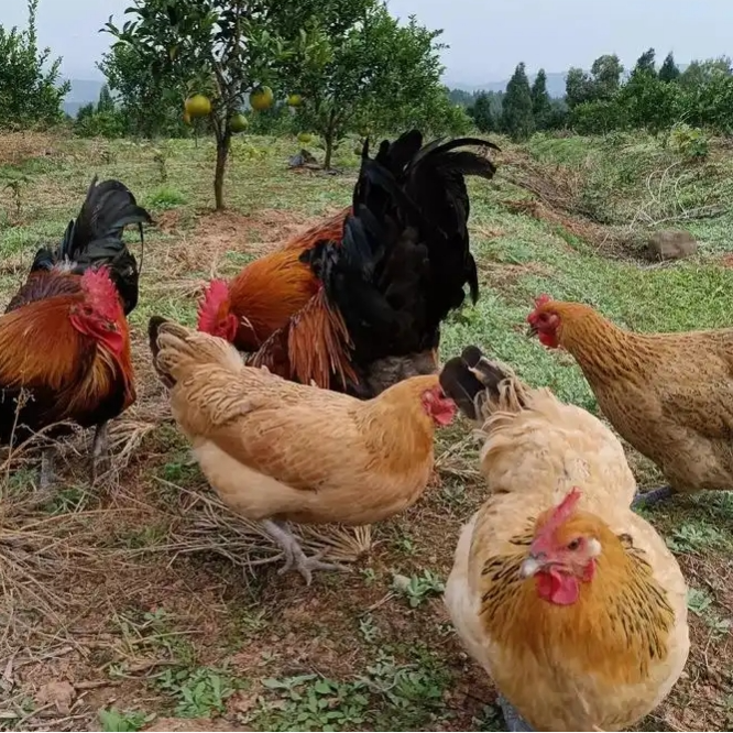 月子老母鸡 带内脏