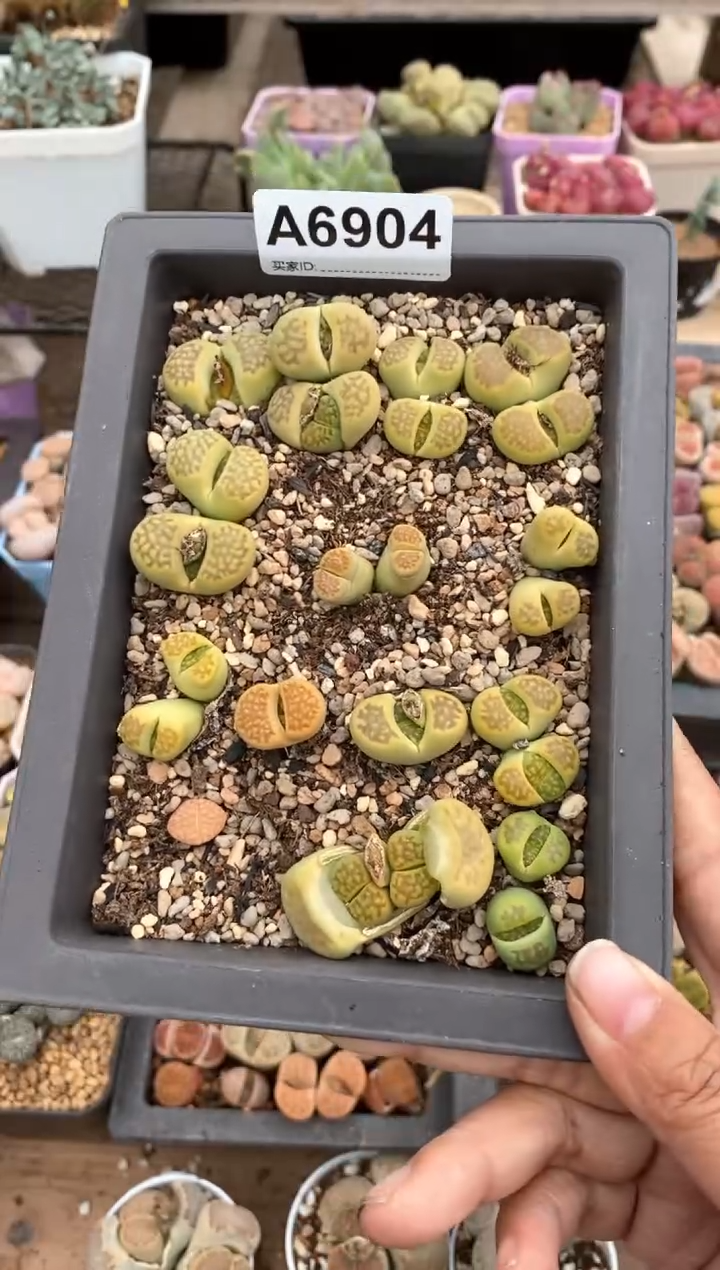 【闪购商品】6904直播一物一拍