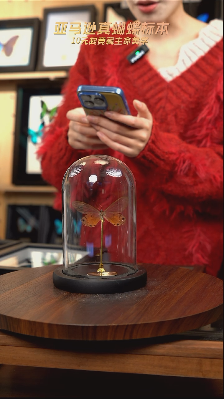 黄晶眼蝶小号玻璃罩