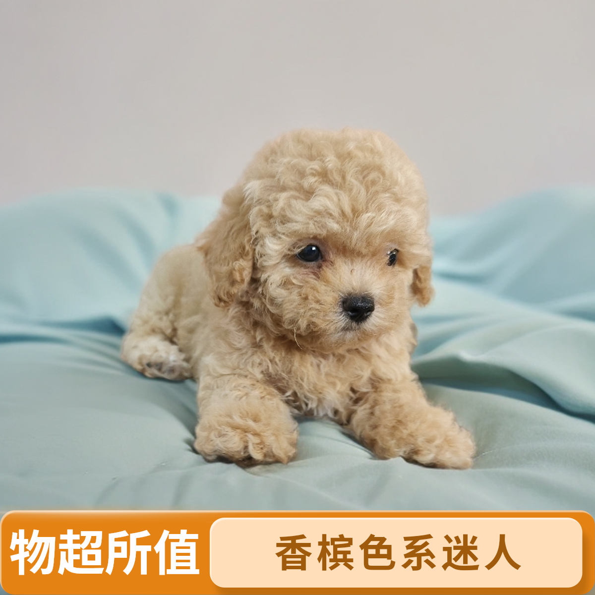 二郎家的泰迪熊幼犬香槟色可爱活泼