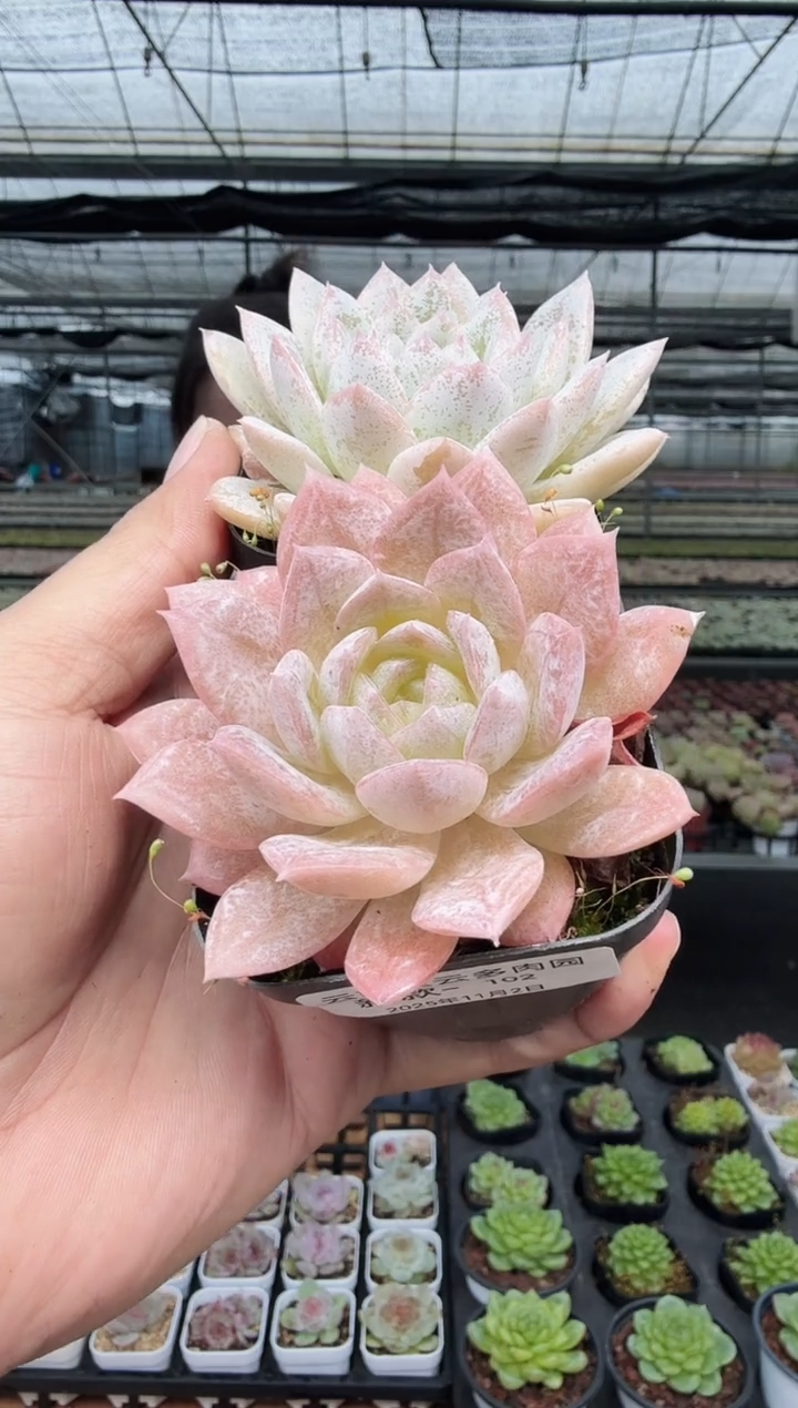 东云多肉园新款-102