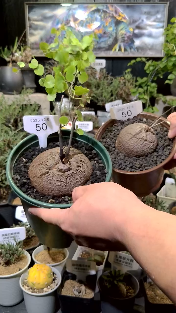 50号1206福利植物南非龟甲龙买一送一