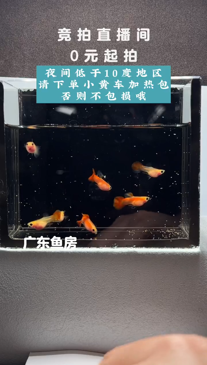 孔雀鱼赤焰精灵玻璃猫7只编号56