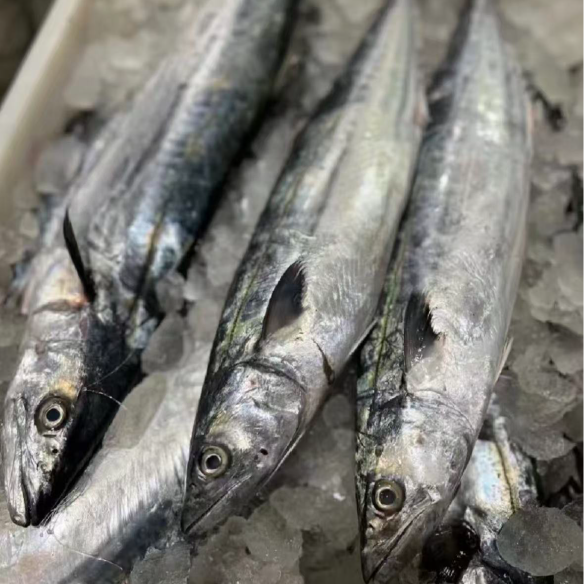 青岛新鲜海捕鲅鱼 顺丰包邮