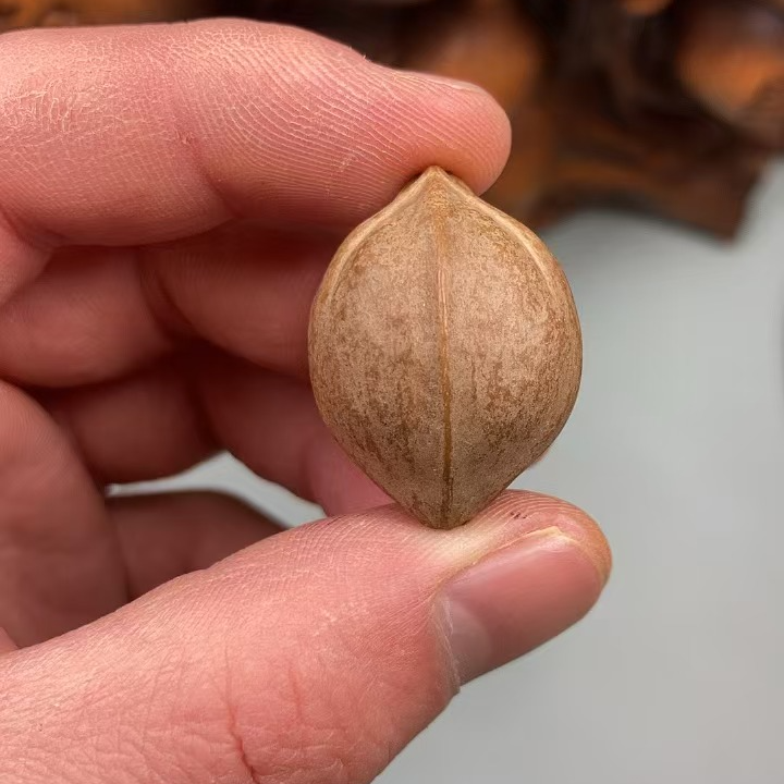 定制款橄榄核手串专拍
