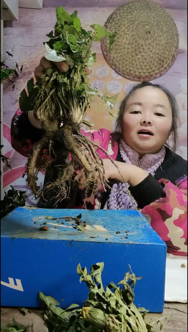 少量花朵（建议范围：2朵-5朵 或40%以下）土****法蒲公英