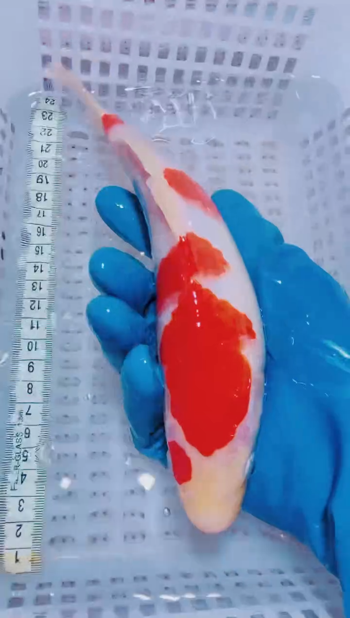 锦鲤血统锦鲤全场包邮109