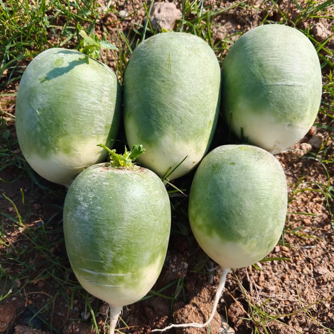 大别山农家应季青头萝卜（甜丝丝的）