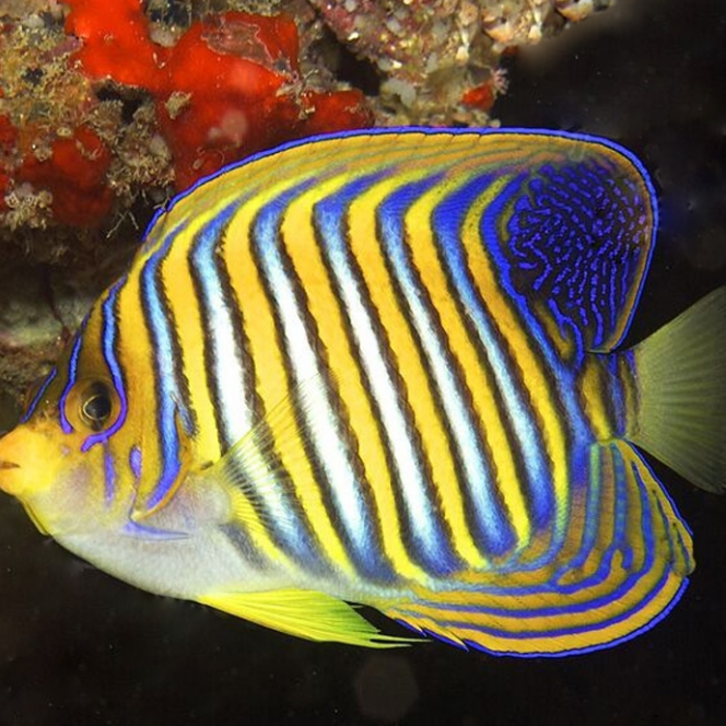 海水观赏鱼 神仙鱼   毛巾