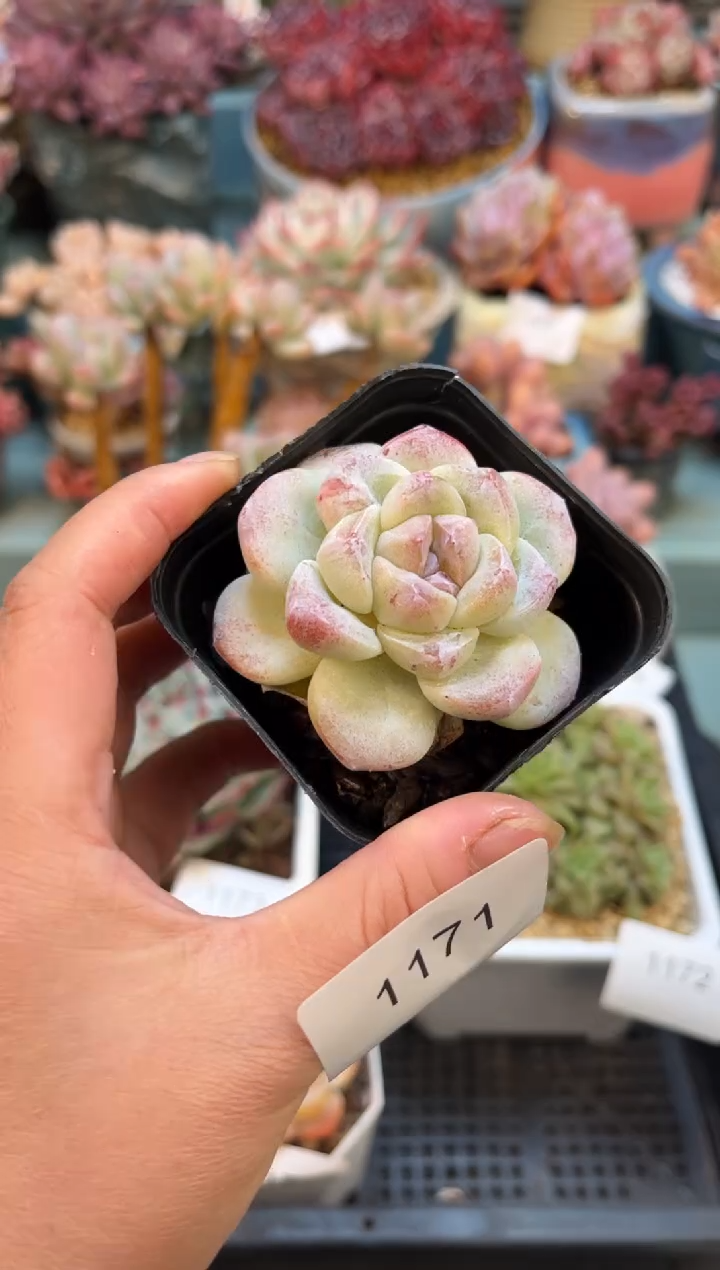 1171单头冰玉石化多肉