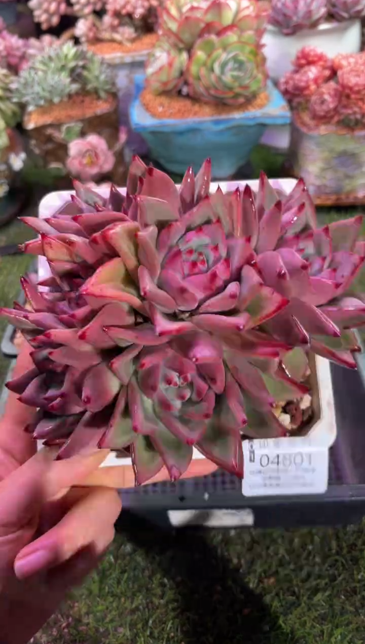 【闪购商品】04801