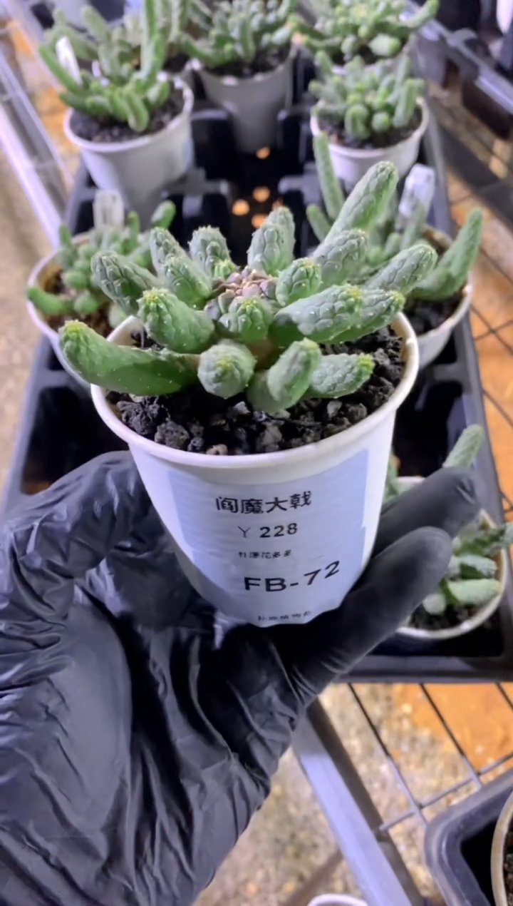 【闪购商品】阎魔大戟FB-72