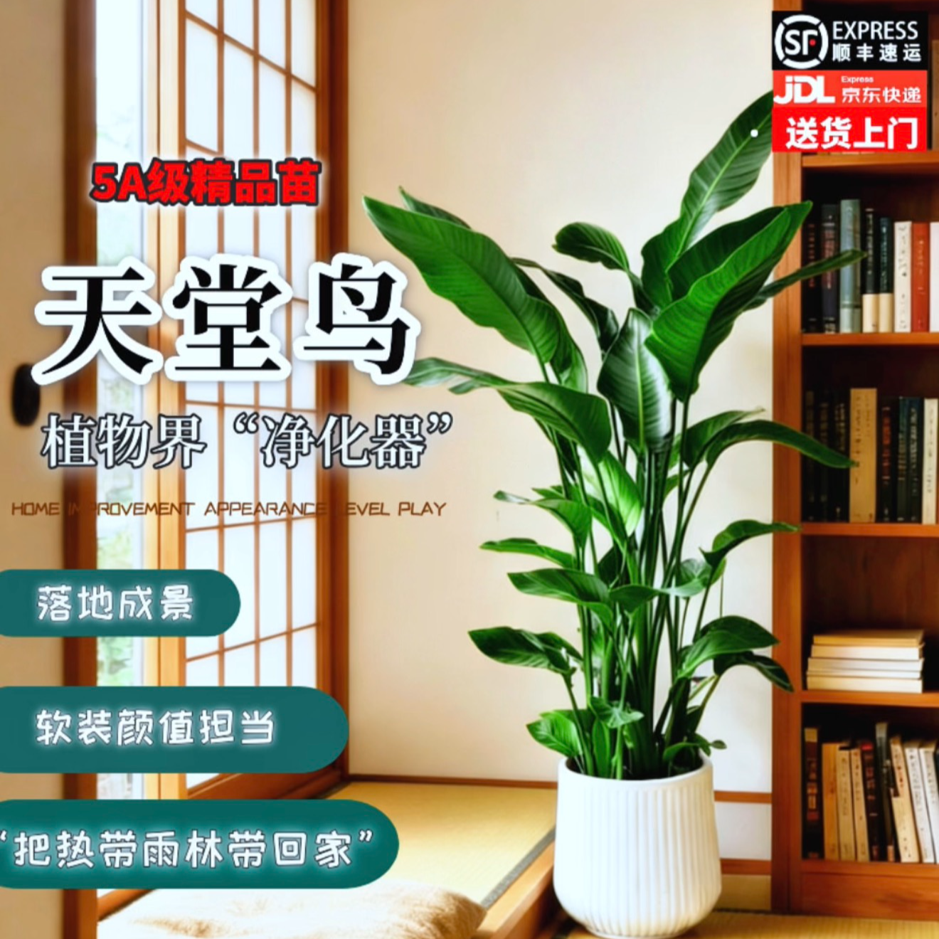 1.2 - 1.4米天堂鸟室内绿植好养耐活可净化空气【送货上门】