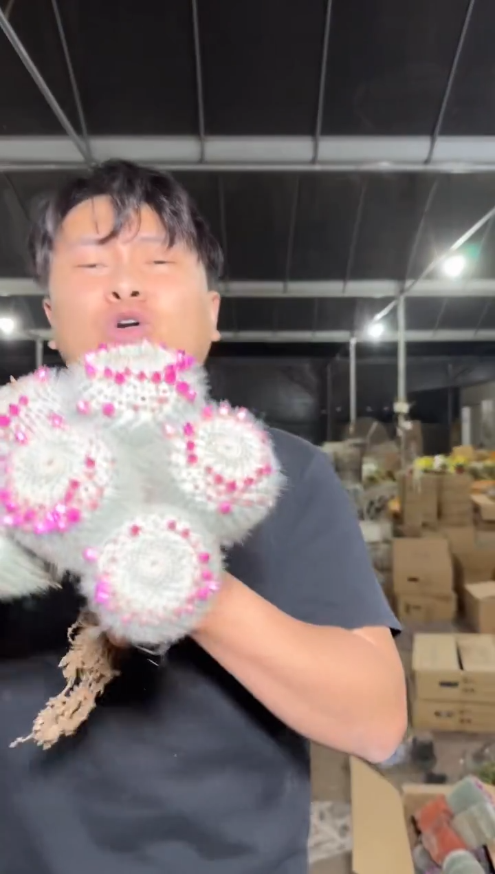 特大 多头 玉翁【带雪顶】13-18cm