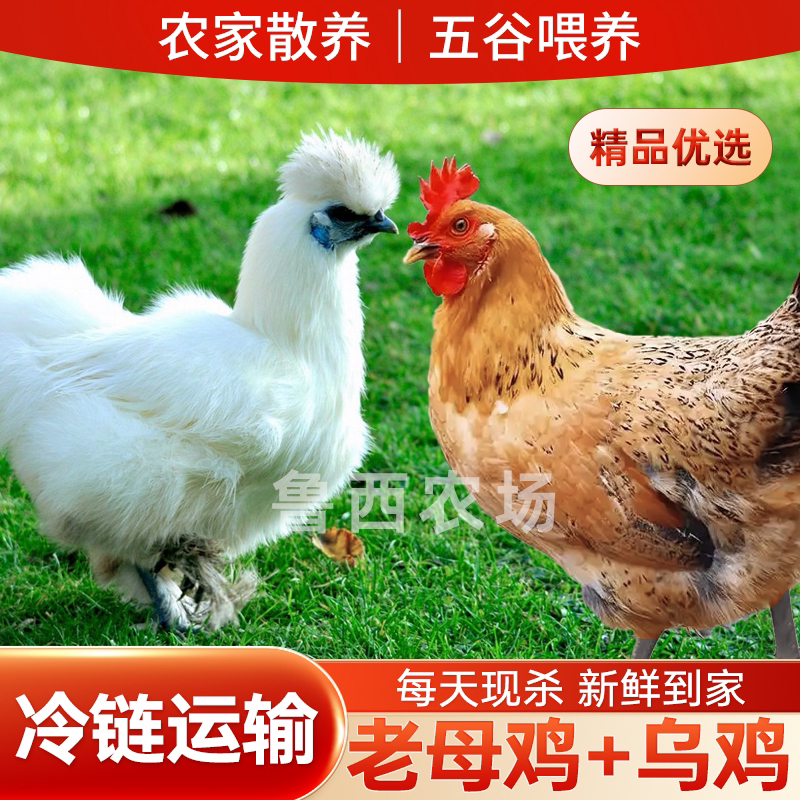 【中秋佳节】3只2年黄油老母鸡+1只2.4斤乌鸡 共4只净重10斤