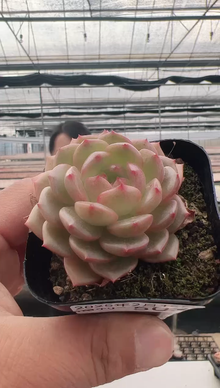 【闪购商品】福利多肉-503