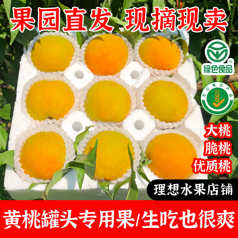 砀山黄桃做罐头专用大桃硬脆新鲜水果现摘整箱包邮83黄金冠19南非