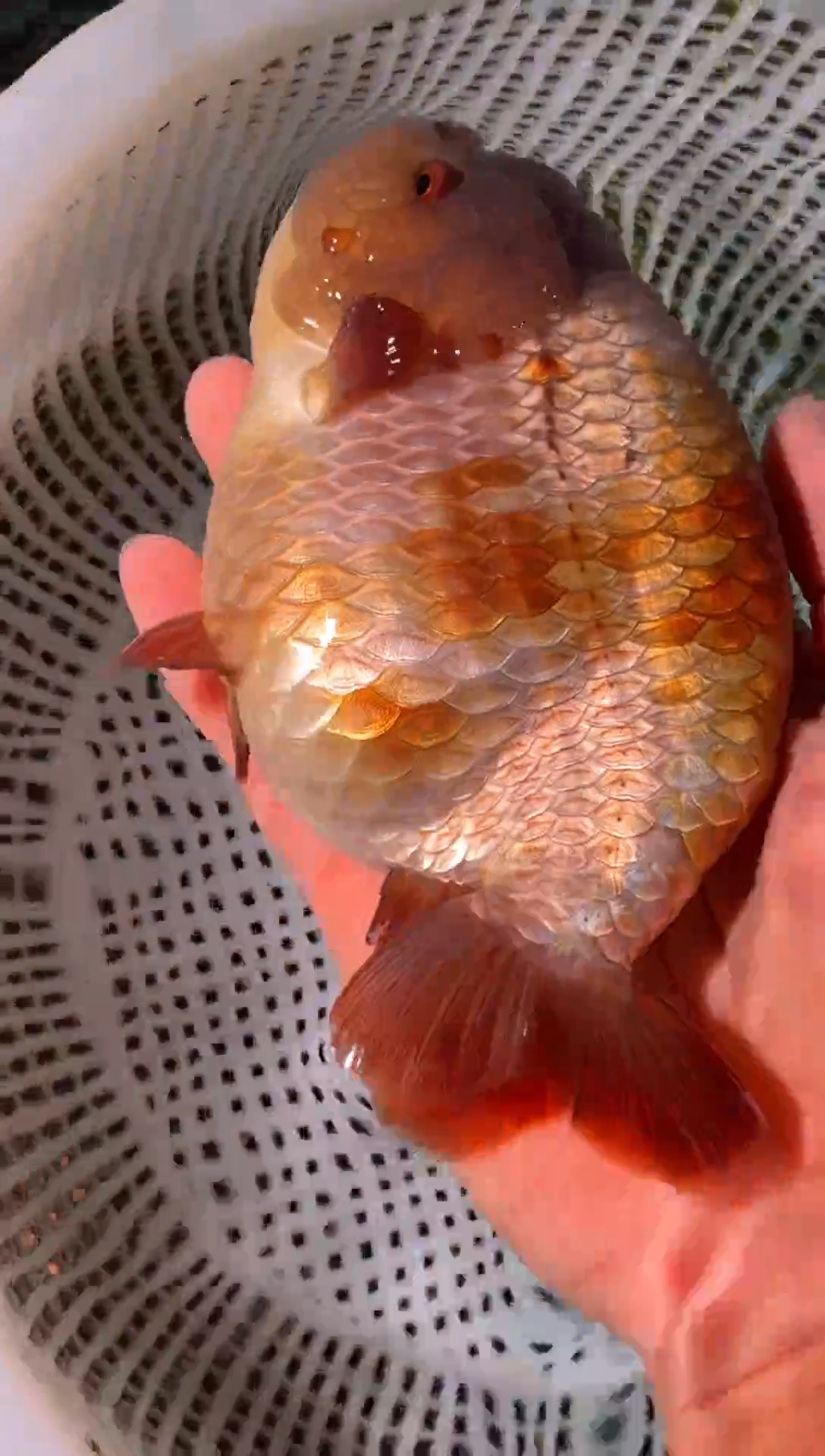 金鱼隔**叶（运费到付，马印灯下展示）福州追鱼兰寿金鱼