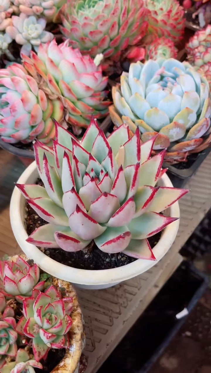 【闪购商品】14053