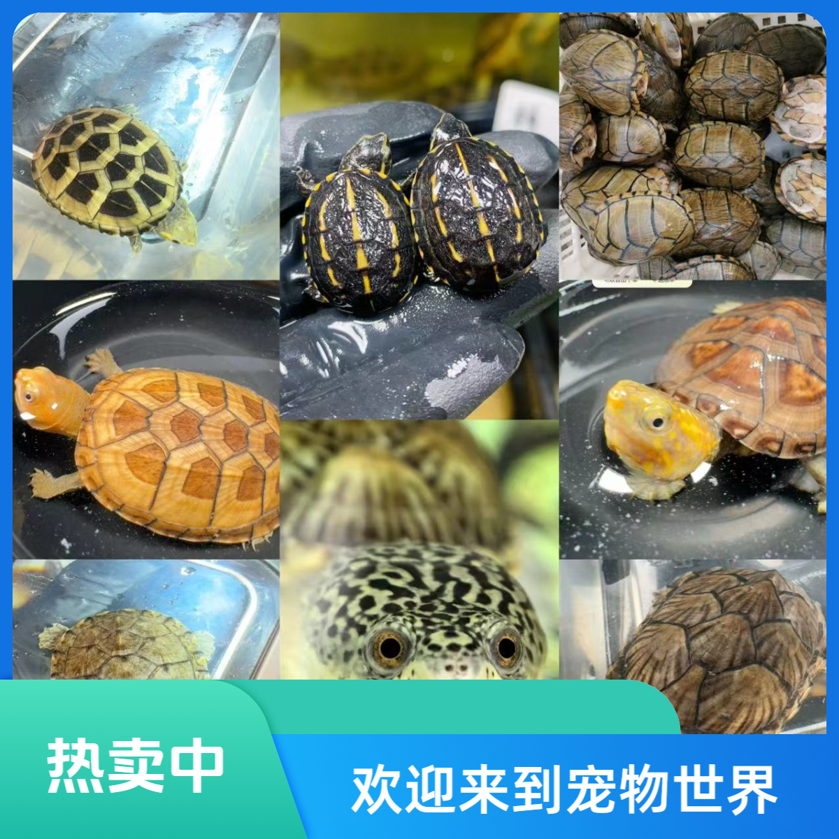 宠物龟果核墨蛋剃刀巨头香圆奥棱背花面西非沼泽白唇红面