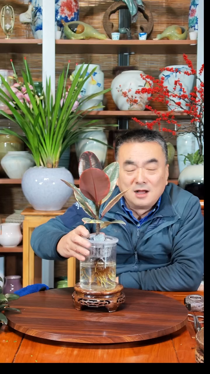 无花朵黑*圈水之韵水培红关公