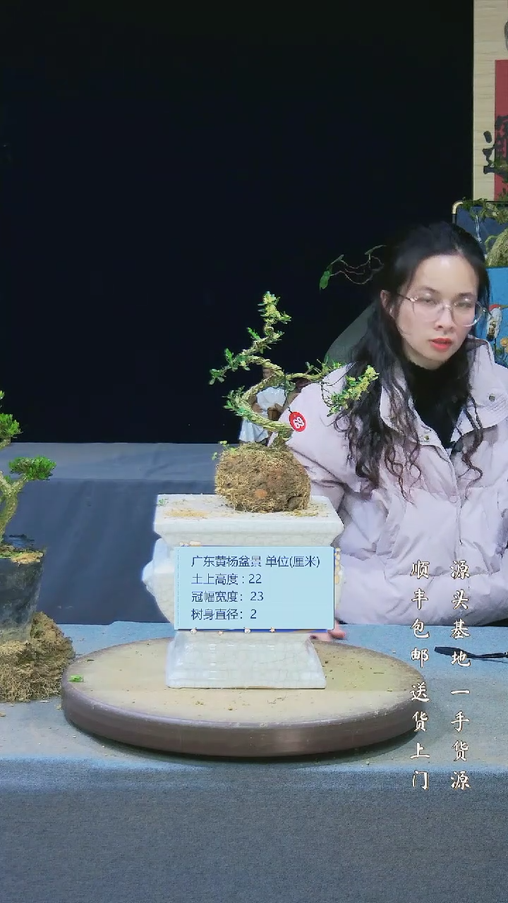 【闪购商品】黄杨盆景黄杨盆景