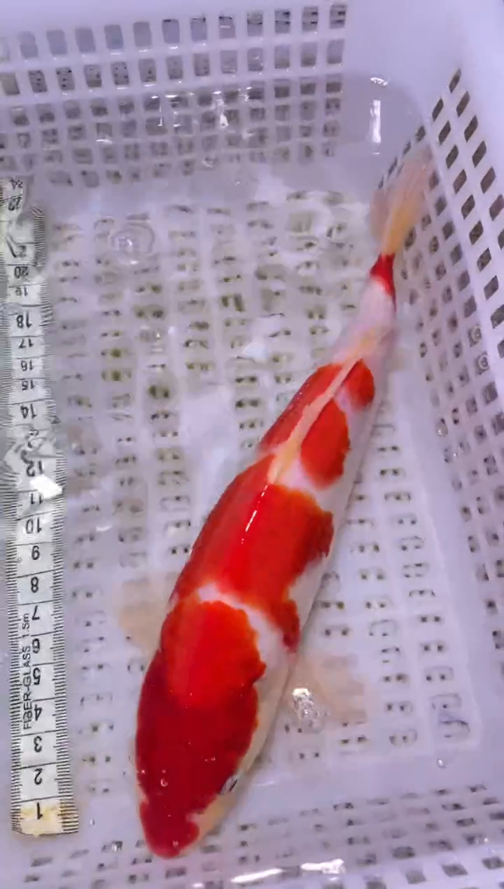 锦鲤血统锦鲤全场包邮75