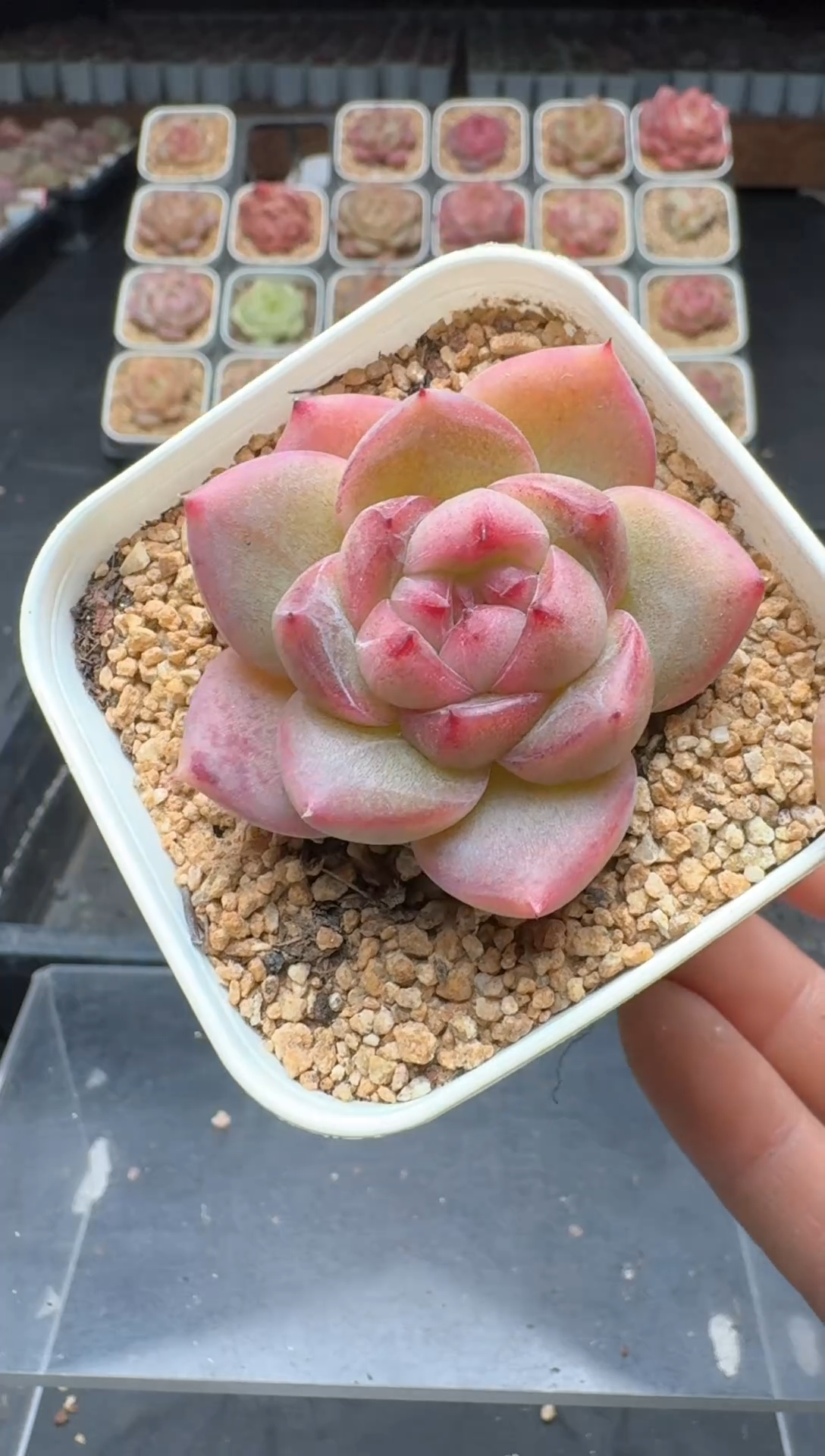 【闪购商品】3单包邮珍妮多肉一物一拍550