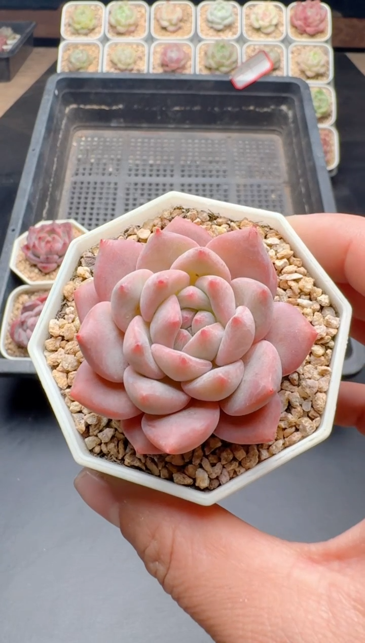 【闪购商品】261A多肉带盆土6.5杯当天拍3颗包柚