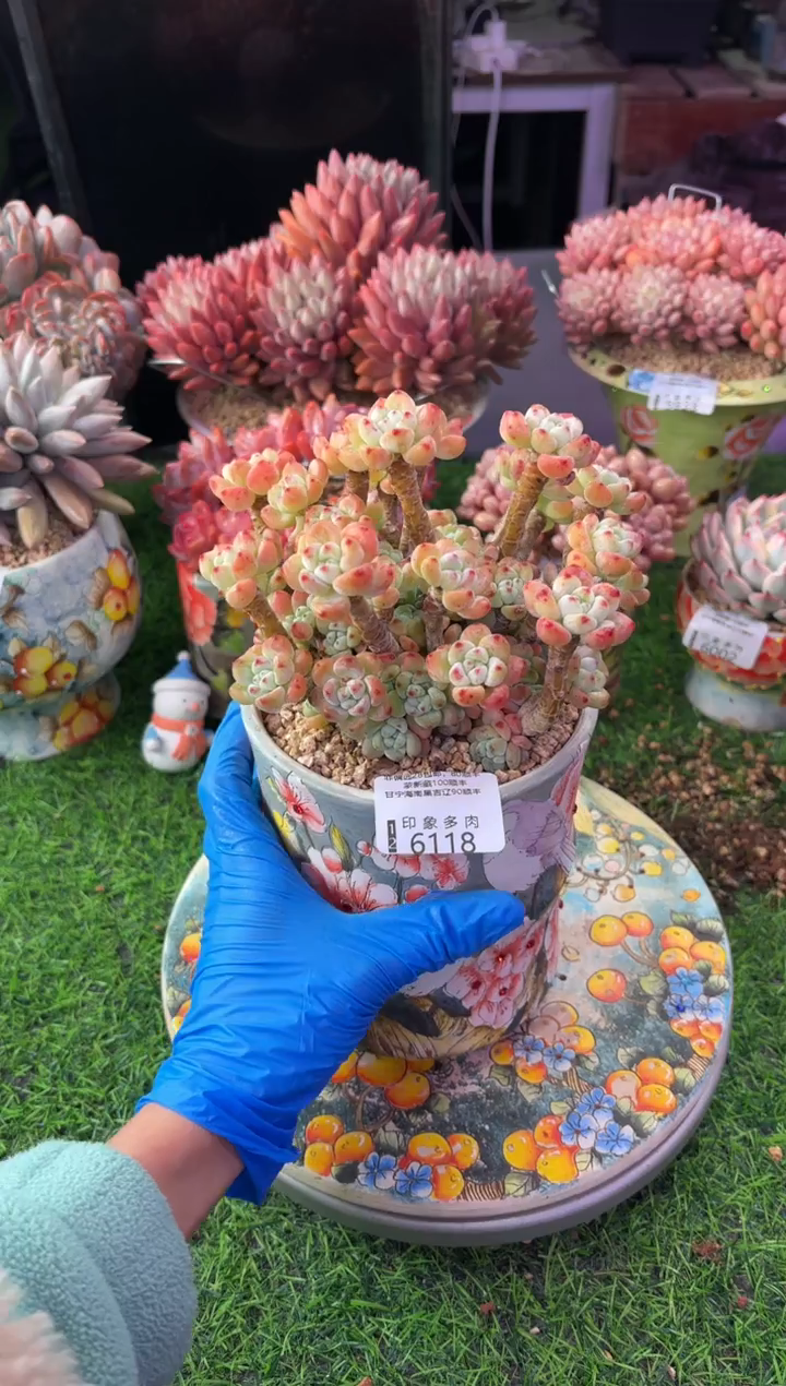 昆明印象多肉6118