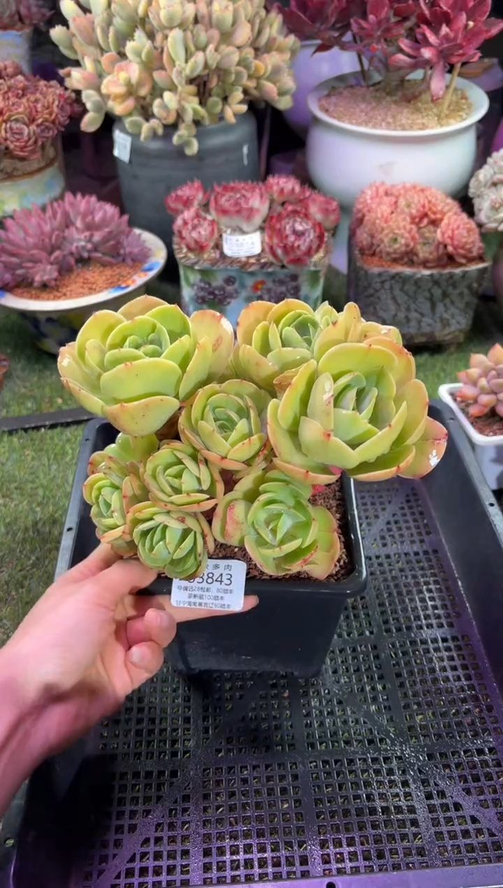 【闪购商品】03843