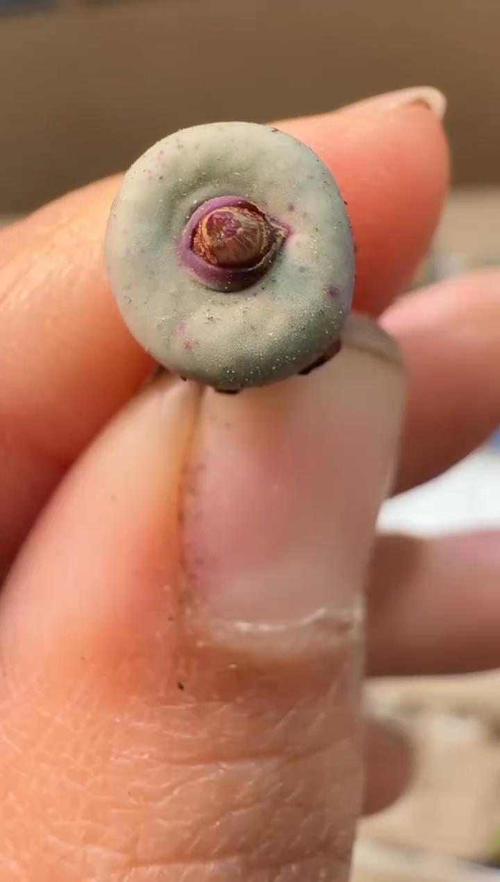 24-41多肉植物肉锥