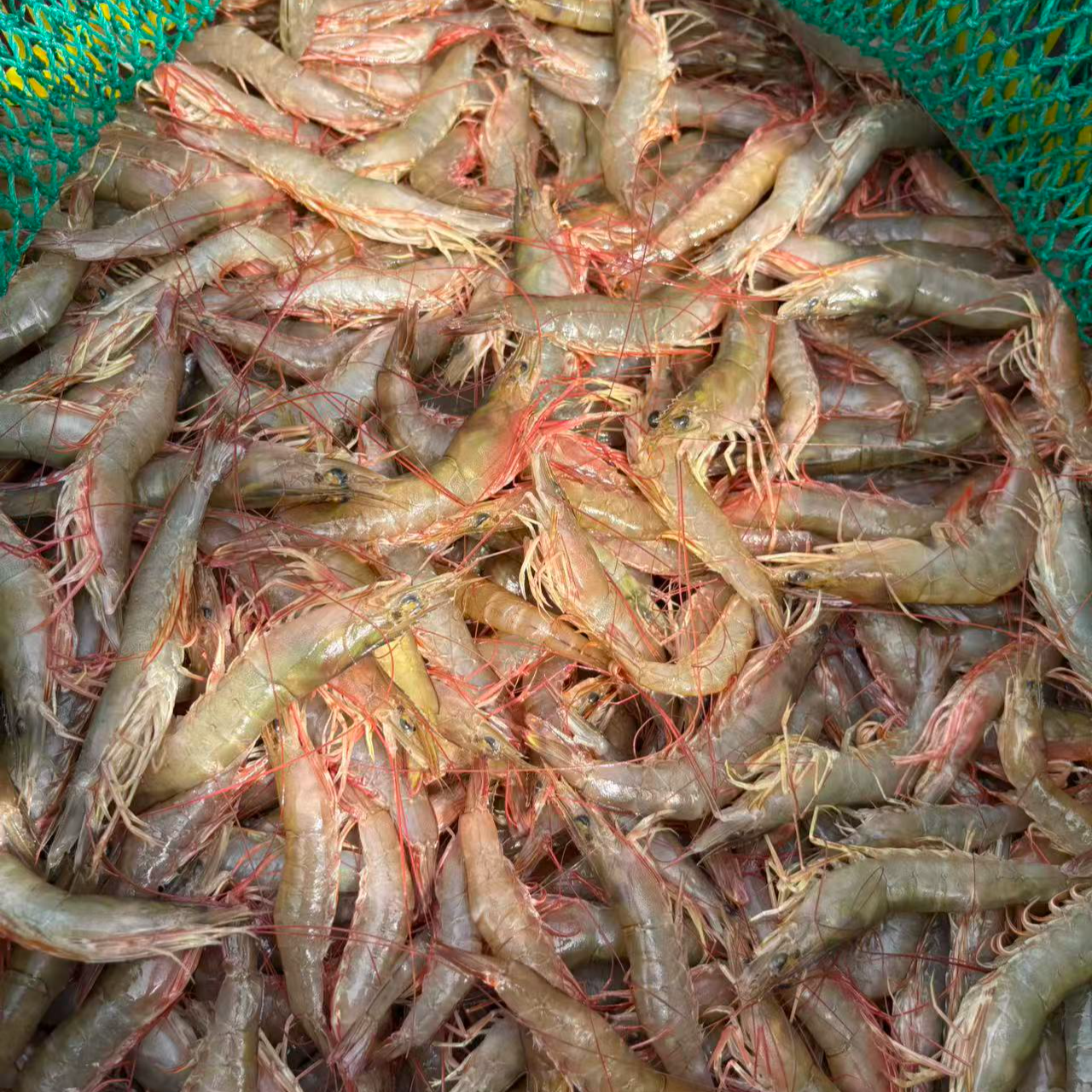 小麻虾 野生小海虾 大小不统一 速冻发 不退货 