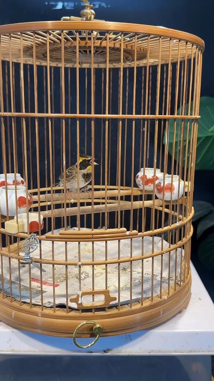 虎皮鹦鹉54号  虎头凤 养笼0元起拍