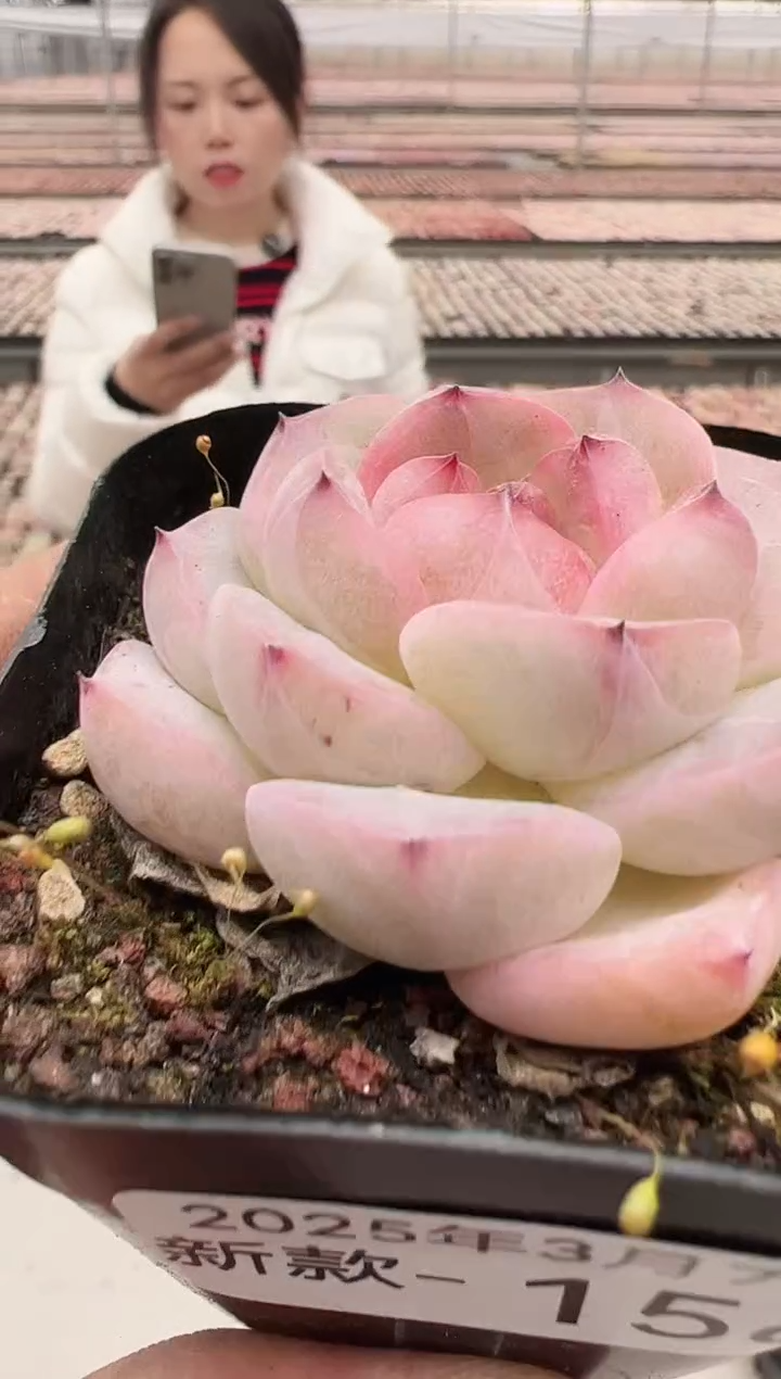 【闪购商品】新款多肉-156