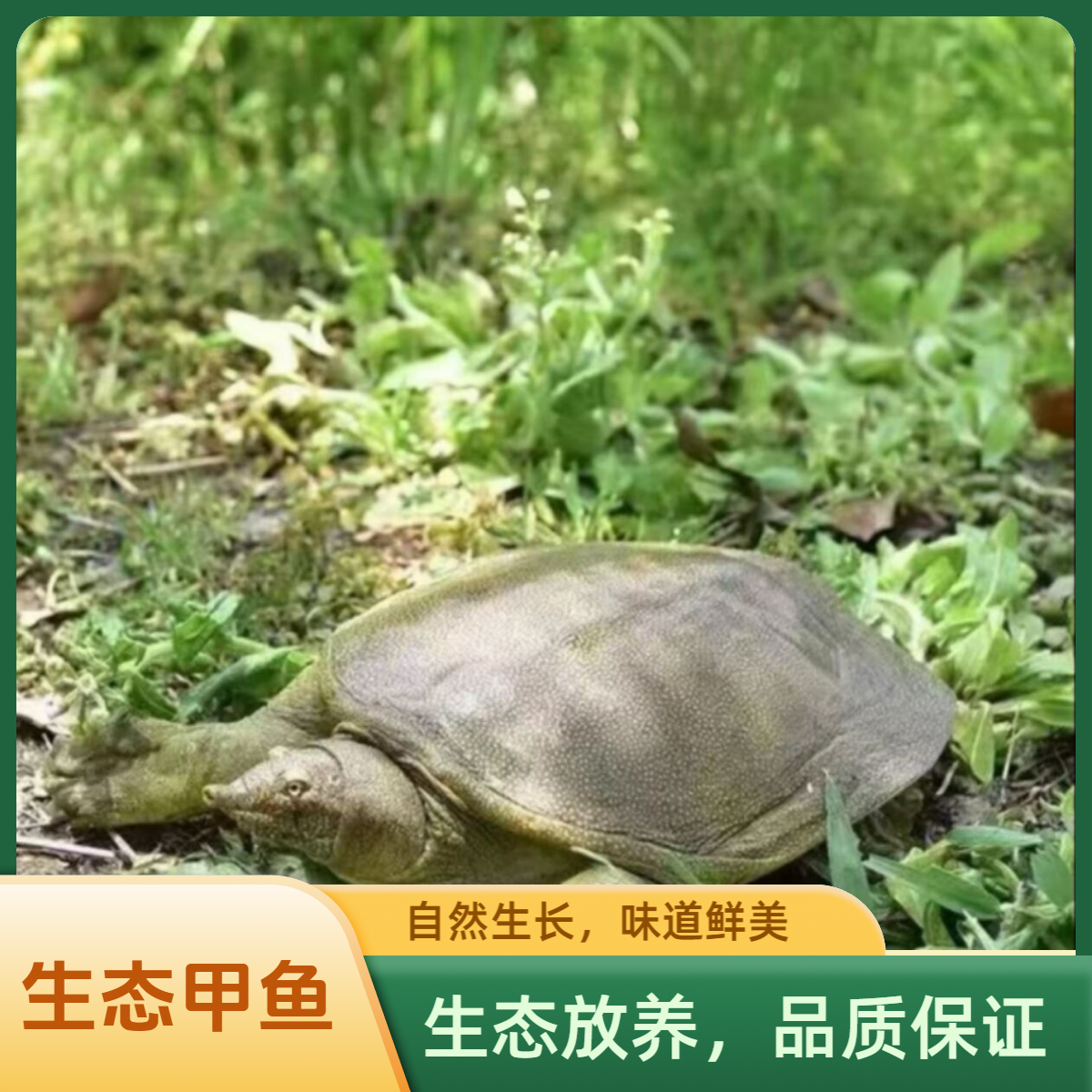 鲜活甲鱼两只不低于4斤生猛老鳖黑青花顺丰包邮到家