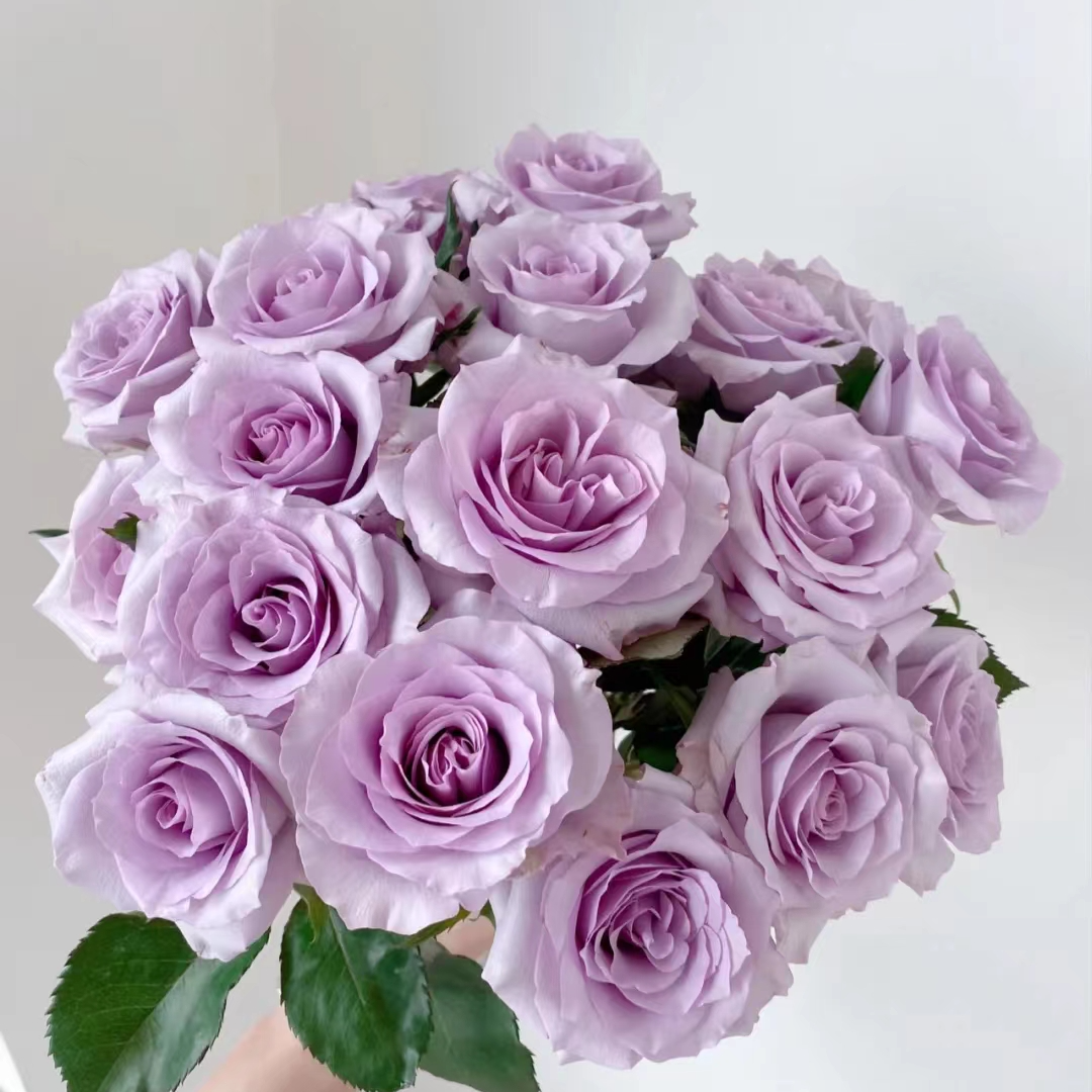 海洋之歌，玫瑰，1单冷链包邮，2单升级顺丰冷链，远的发德邦