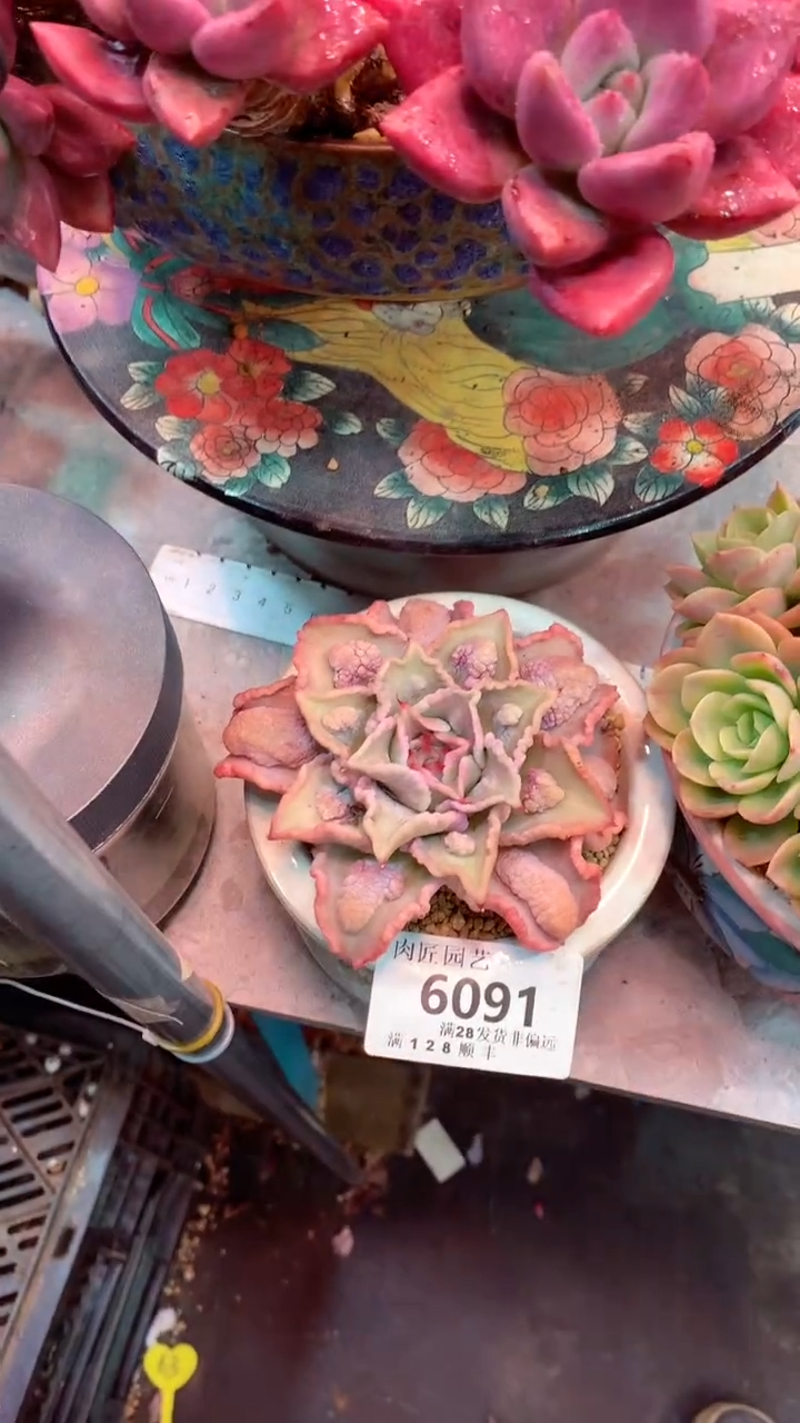 6091 模特区 饺子皮 