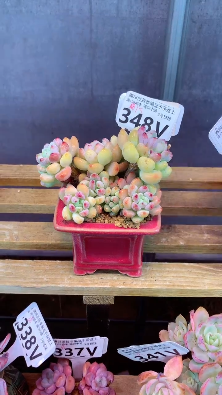 348V(一物一拍实付满28发货，默认不带盆土）