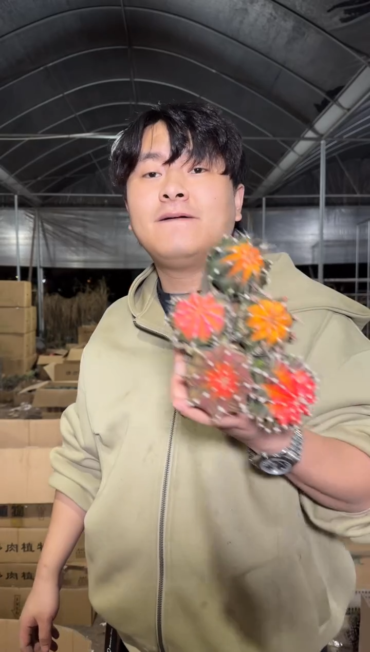 5颗 牡丹锦球【实生根】3-5cm