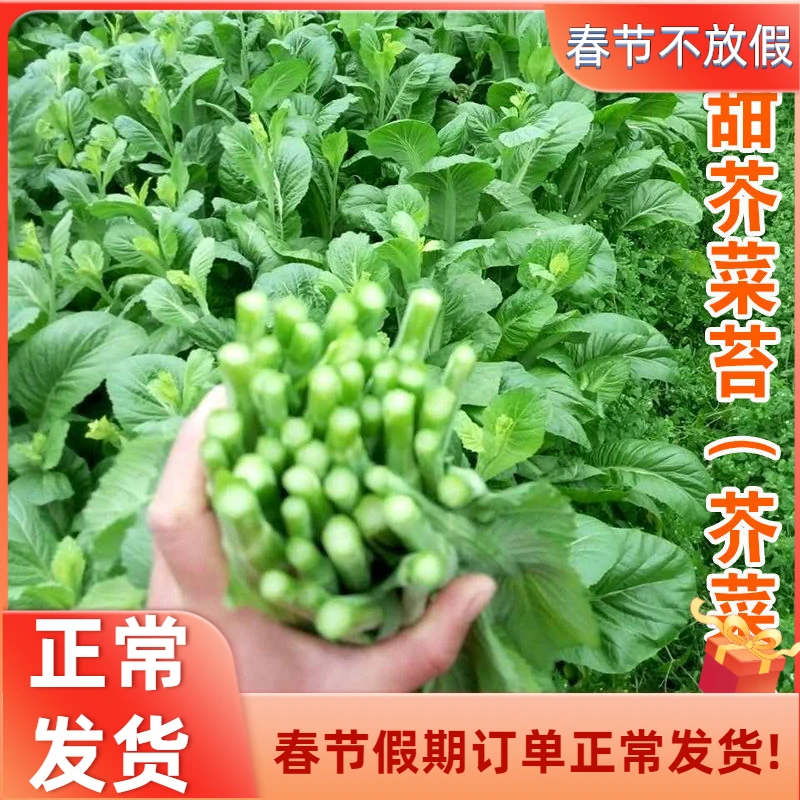 甜芥菜苔种子芥菜种子籽早熟脆嫩摘芥菜心吃青梗菜四季蔬菜种子