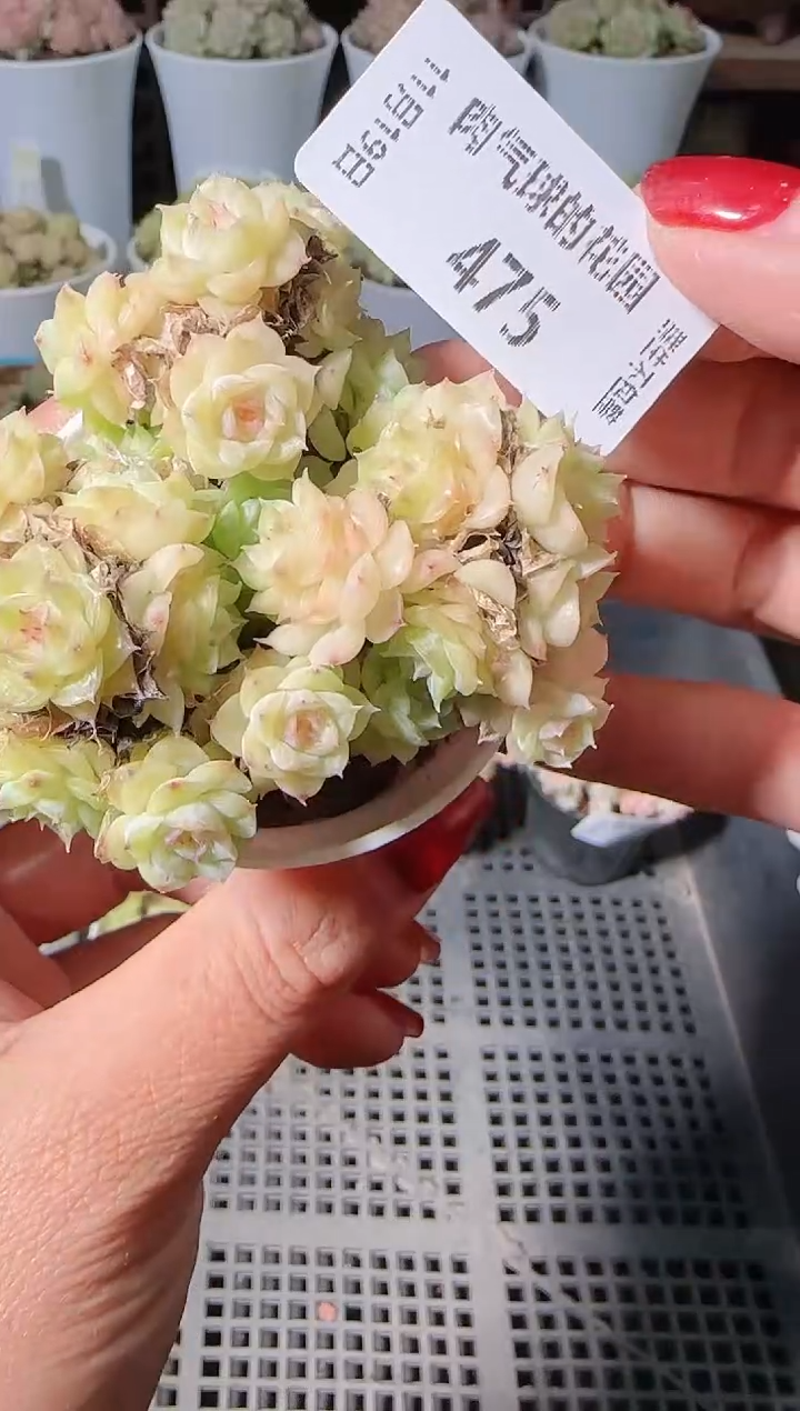 1119-475麦秆群生不包整