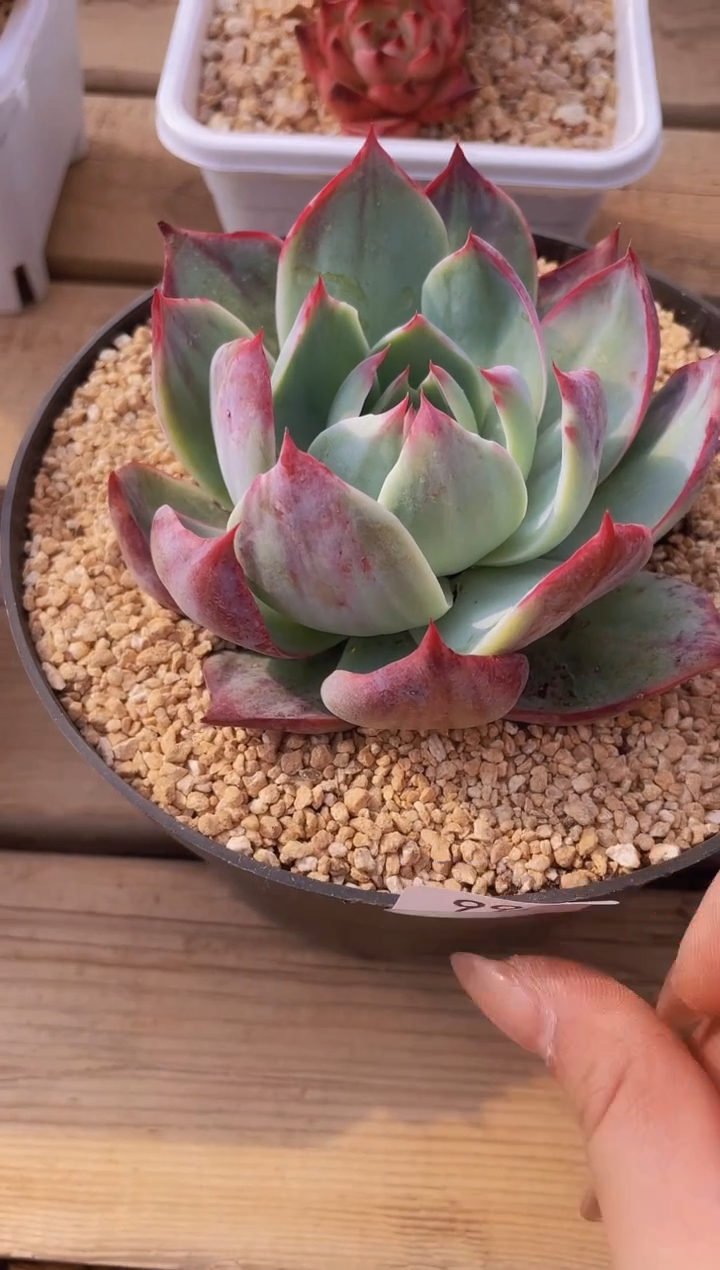 【闪购商品】995惊鸿仙子多肉